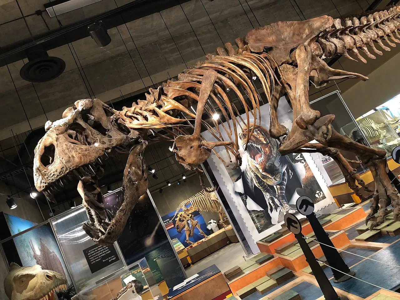 Scotty the T. rex skeleton at the T.rex Discovery Centre, 2019