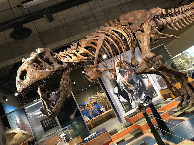 Scotty the T. rex skeleton at the T.rex Discovery Centre